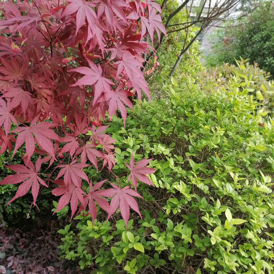 枫叶🍁