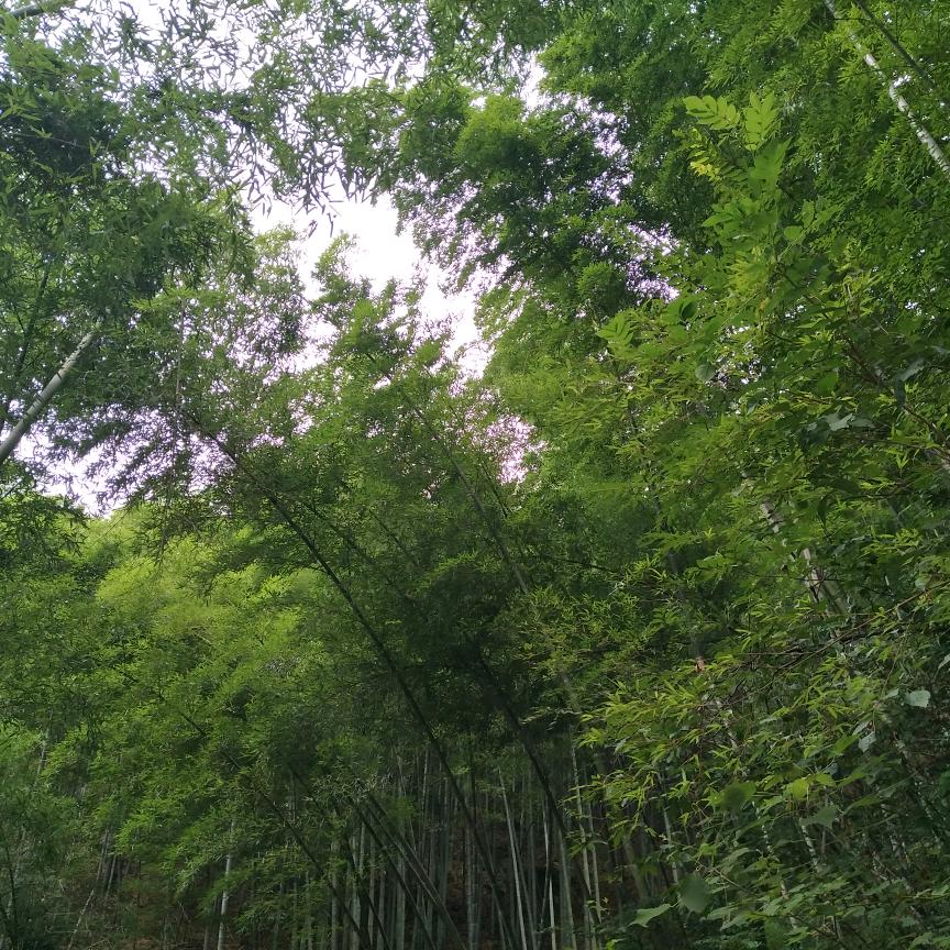 大草原