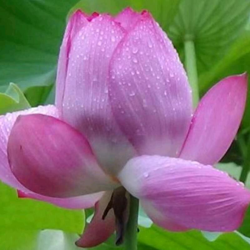 平安药都