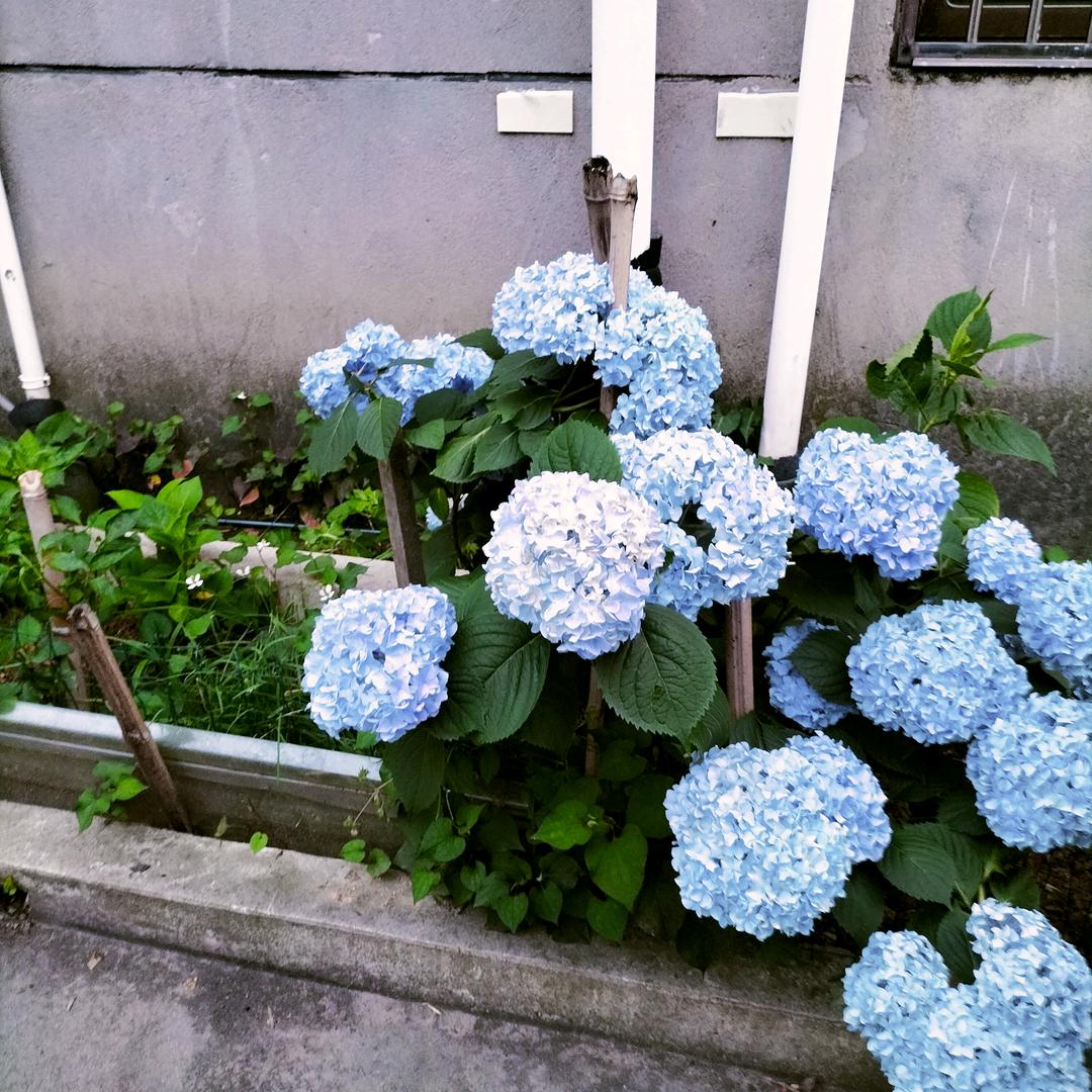 敏敏