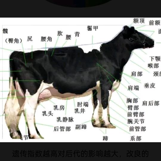 李子
