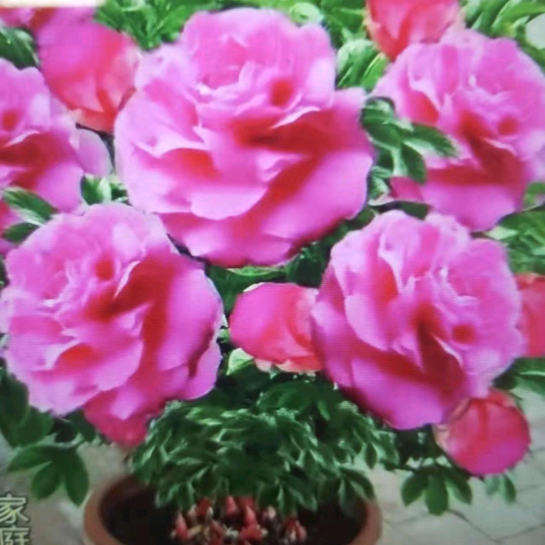 吉祥如意