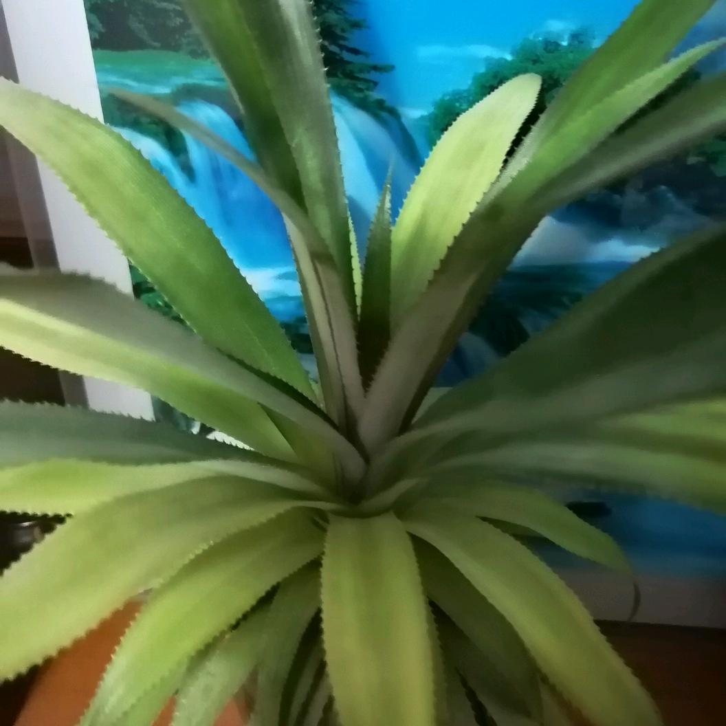 期盼