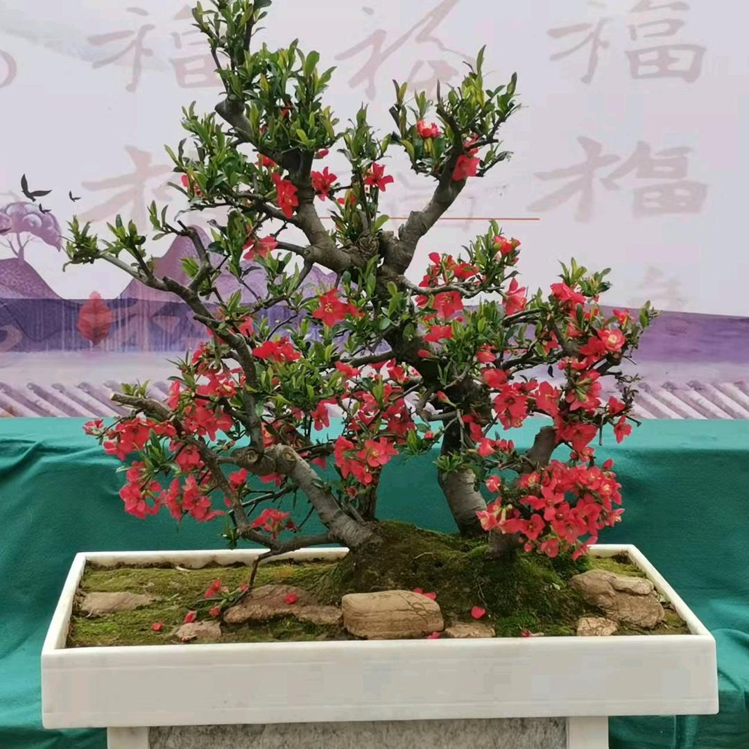 泓之桥盆景