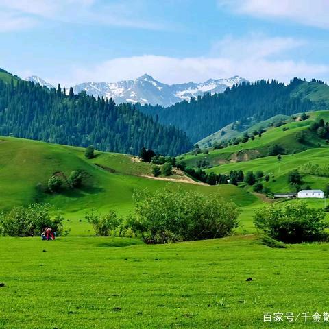 天山青松