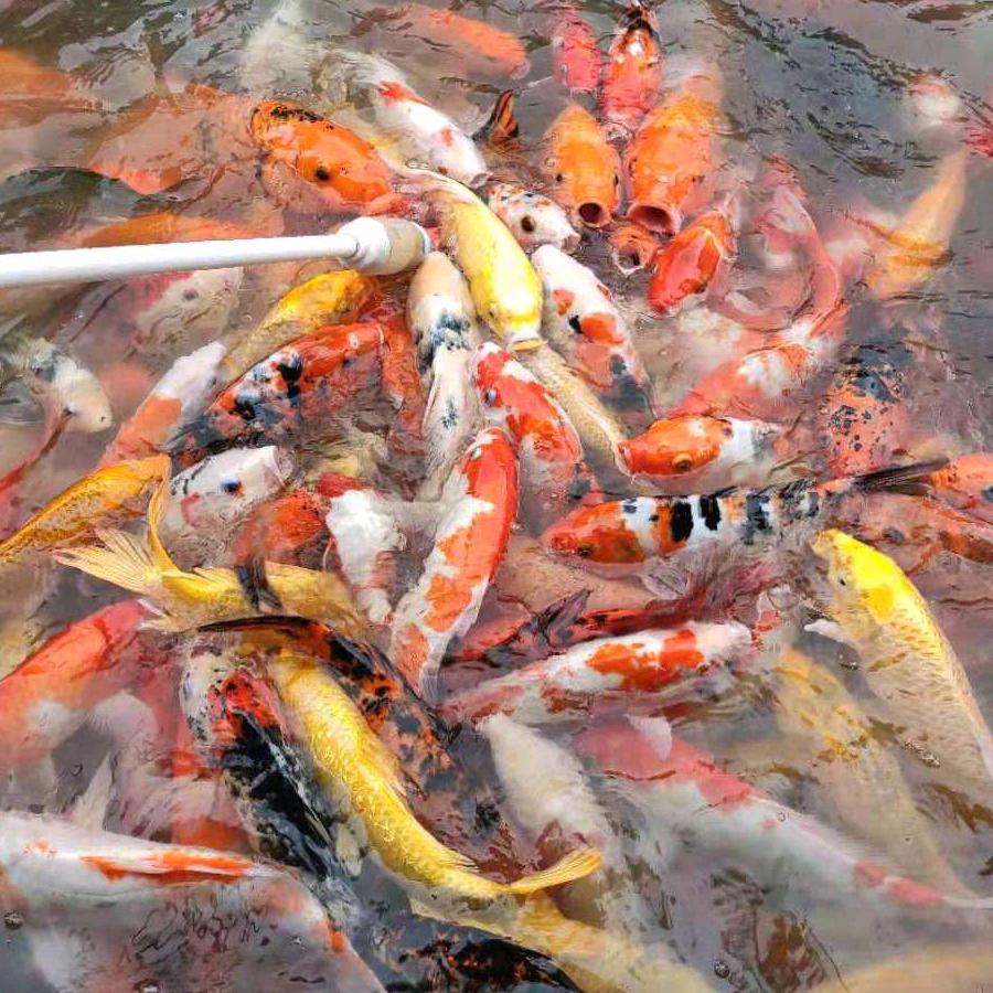 粤皖缘
