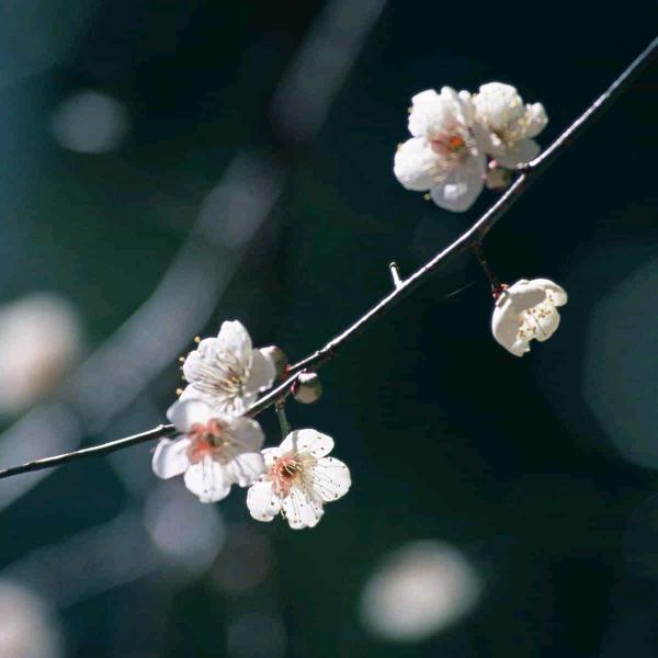 一生有你