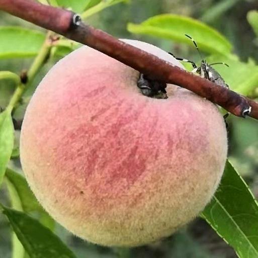 山东做酒的胖胖