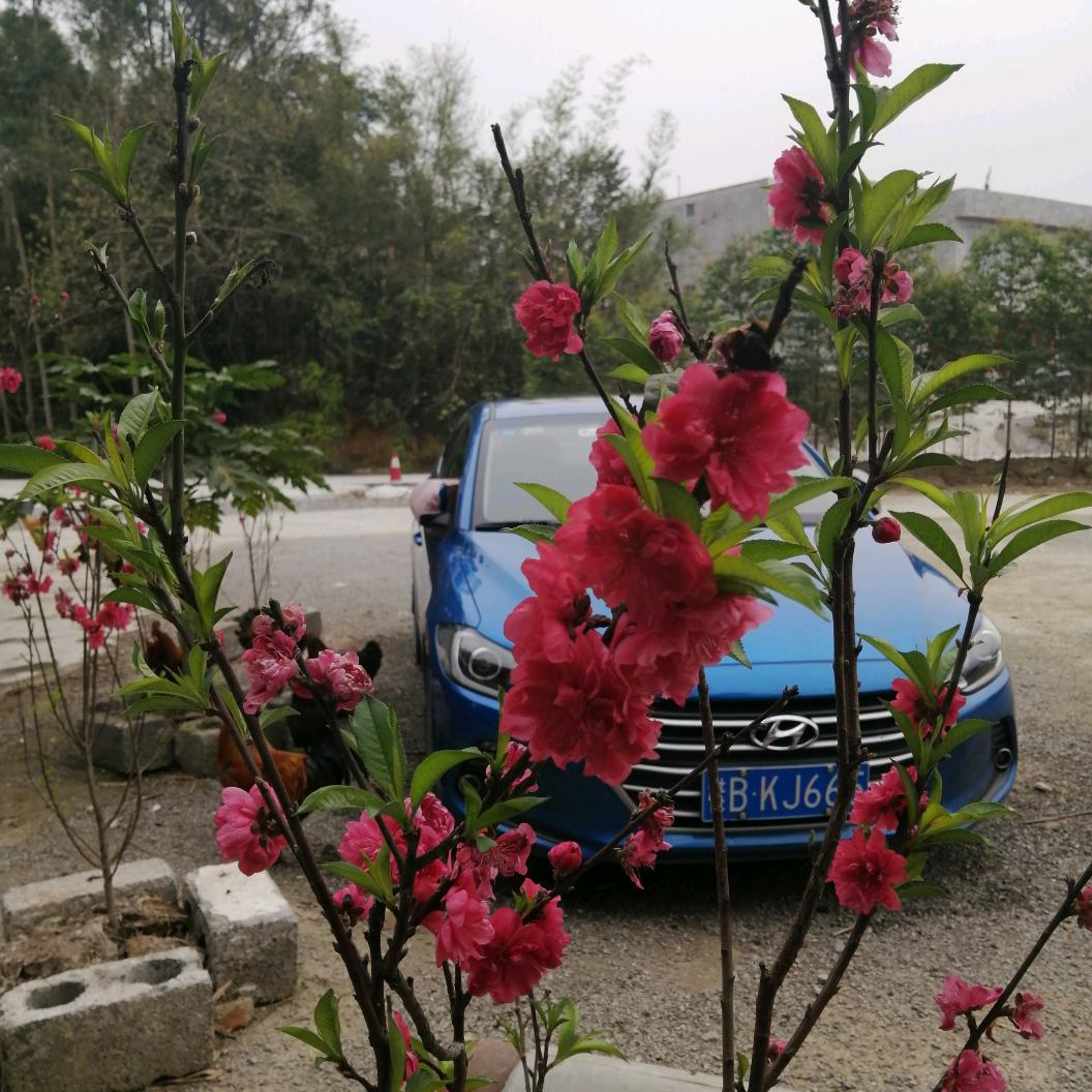 好心情🌹🌹🌹