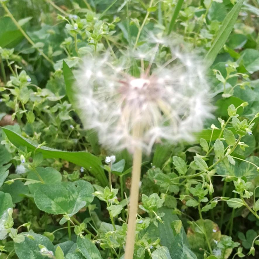 闲云
