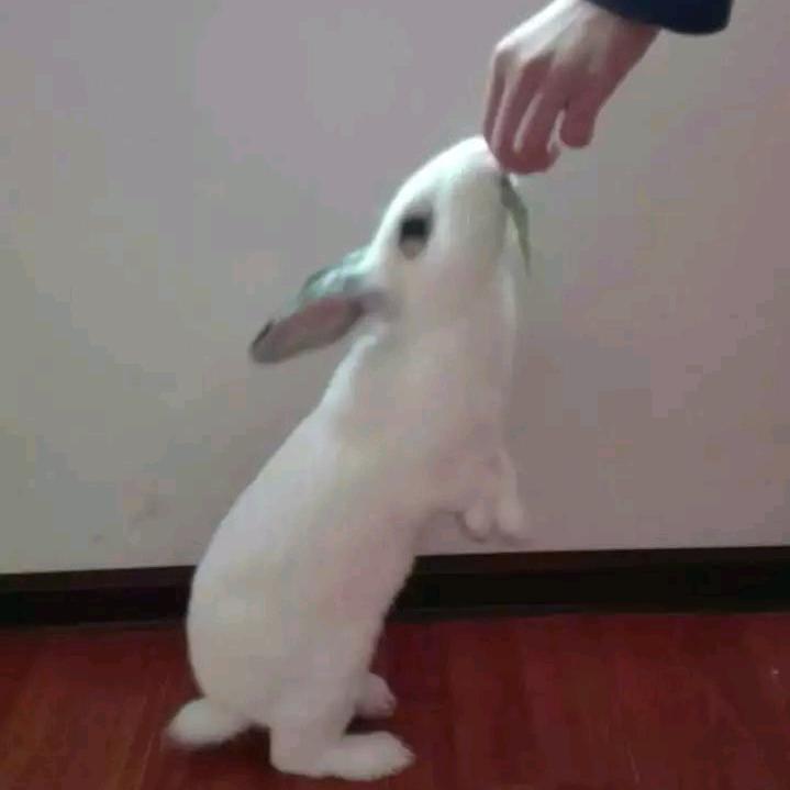 热心康康