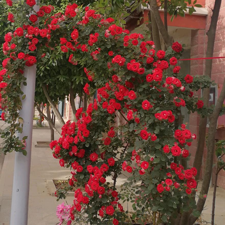 自由飞翔.小燕子