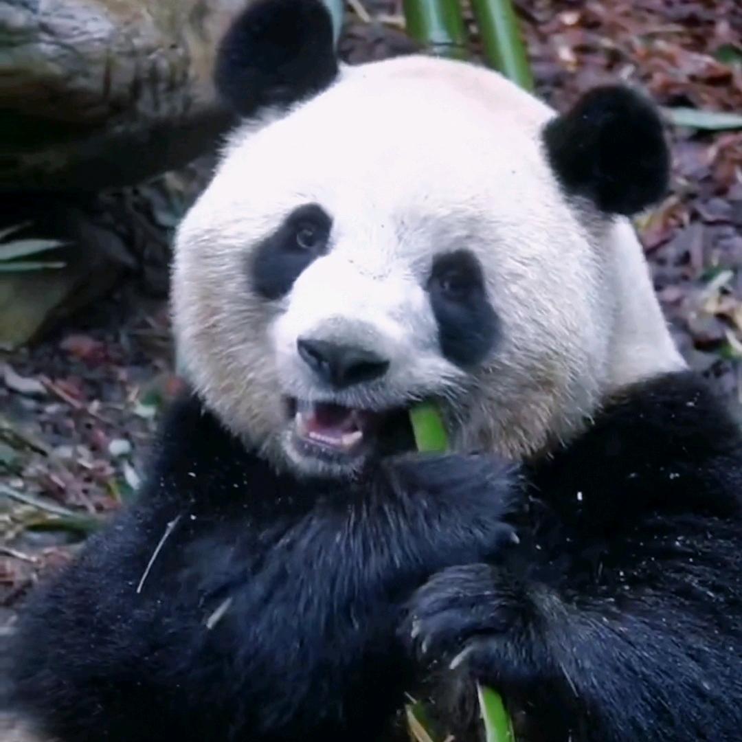 飞鱼与大海