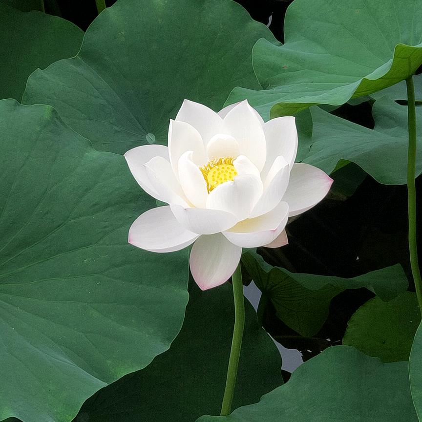 谊