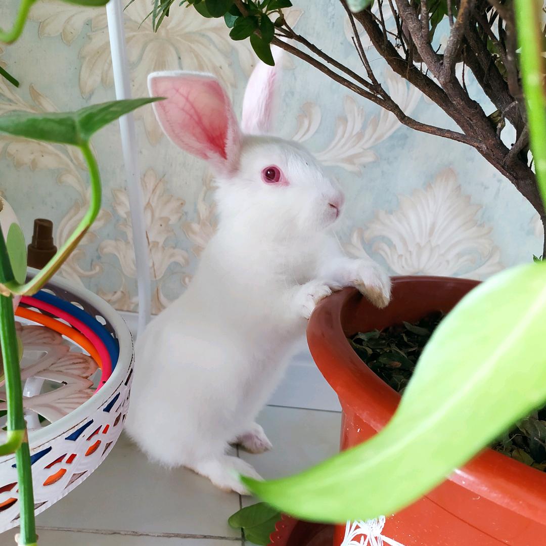 爱吃零食的兔子