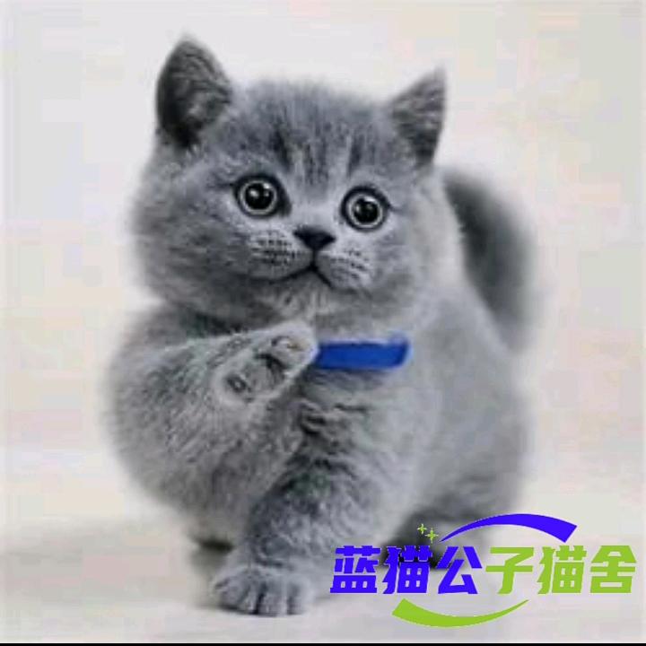 厦门同安.蓝猫公子宠物