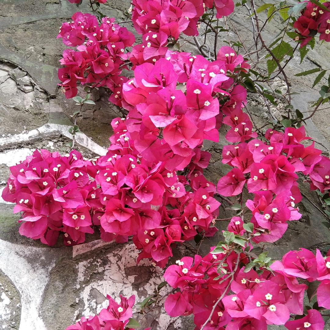 马姐(不定时直播)