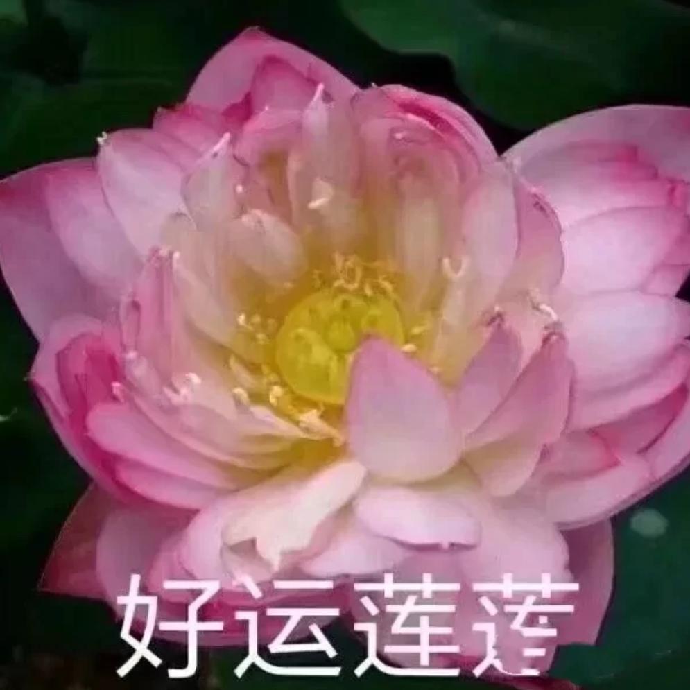 仙女猪 🐷