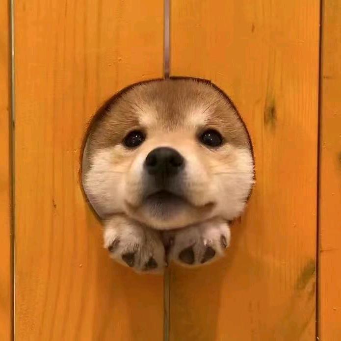 老鼠爱大米prime