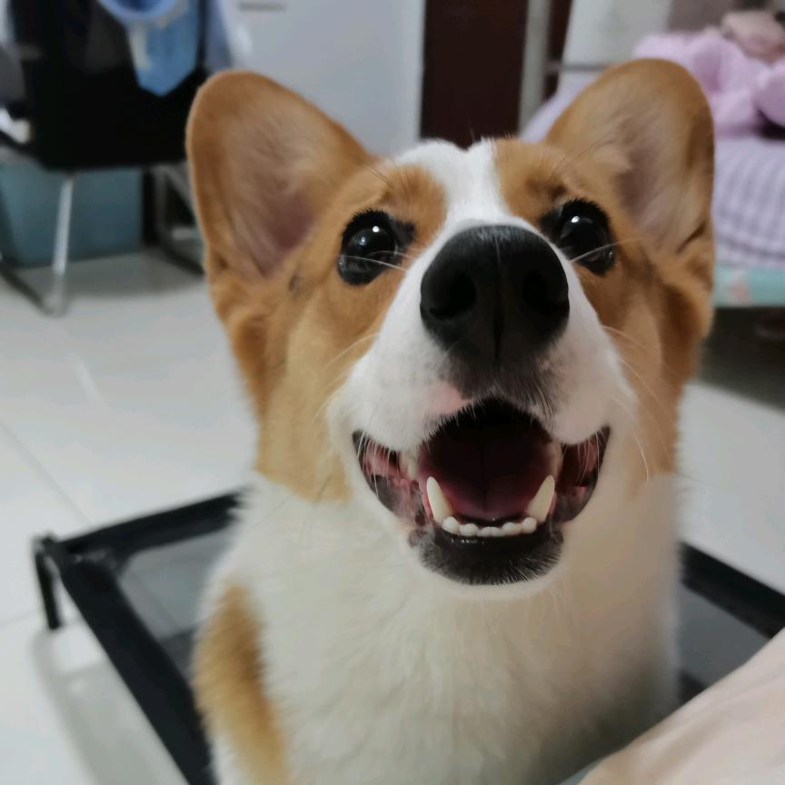 王小瑞Der🐶是王多肉