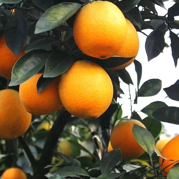 赣南脐橙