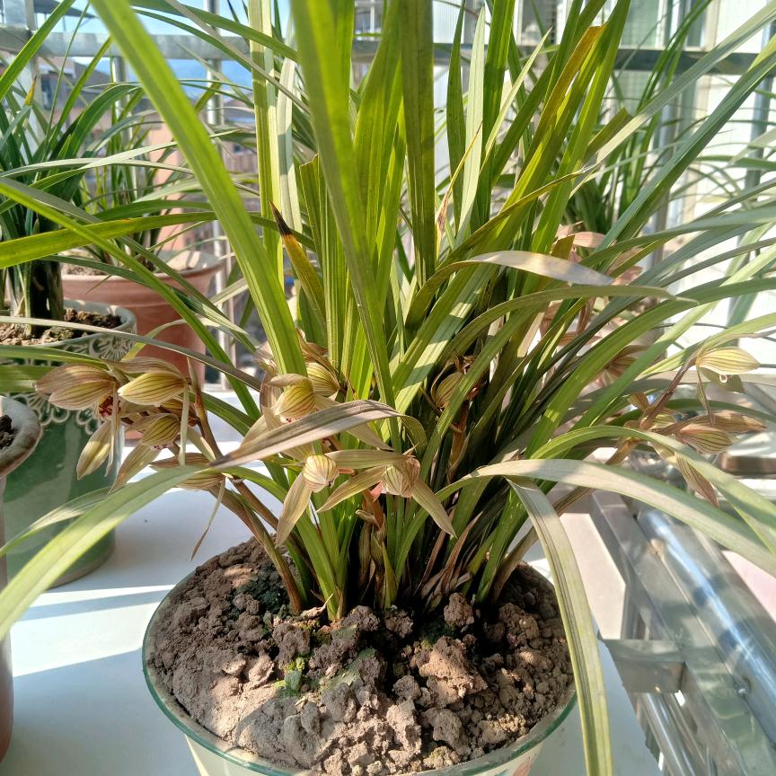 💜💛天涯💙💝灵儿