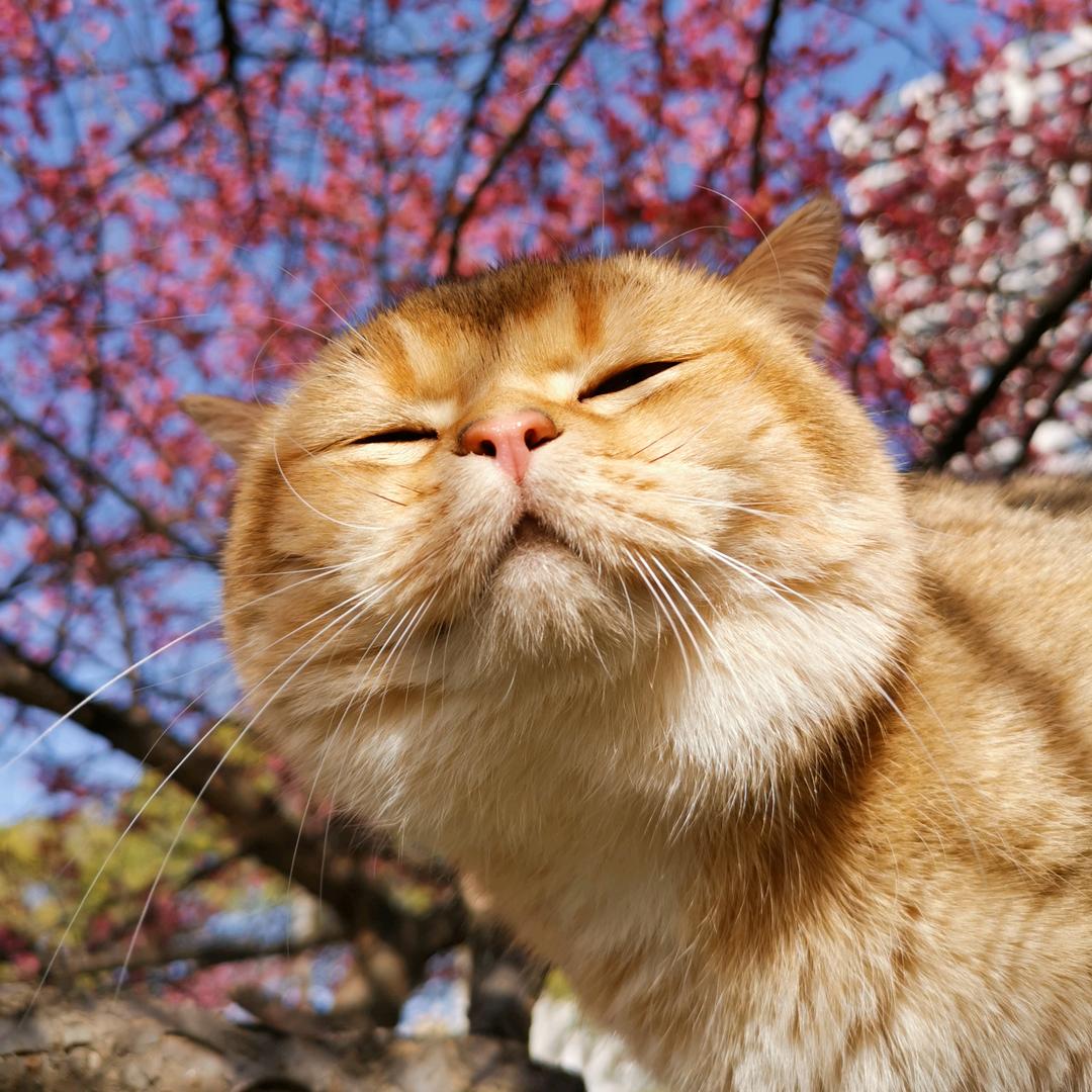 我叫皮皮猫