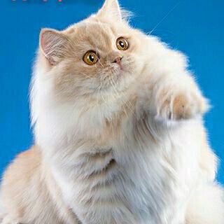 a猫哥