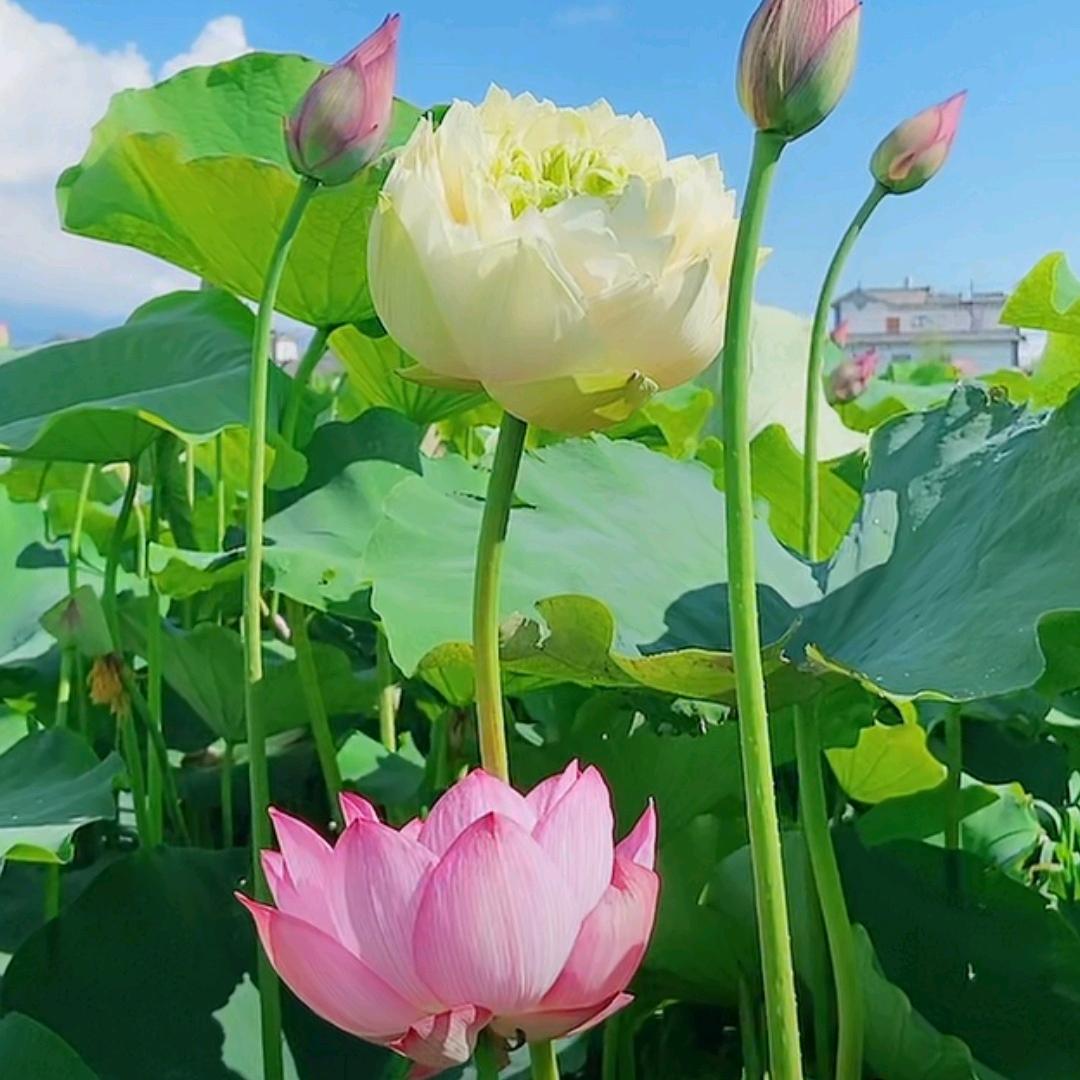 浣花清远(*^_^*)