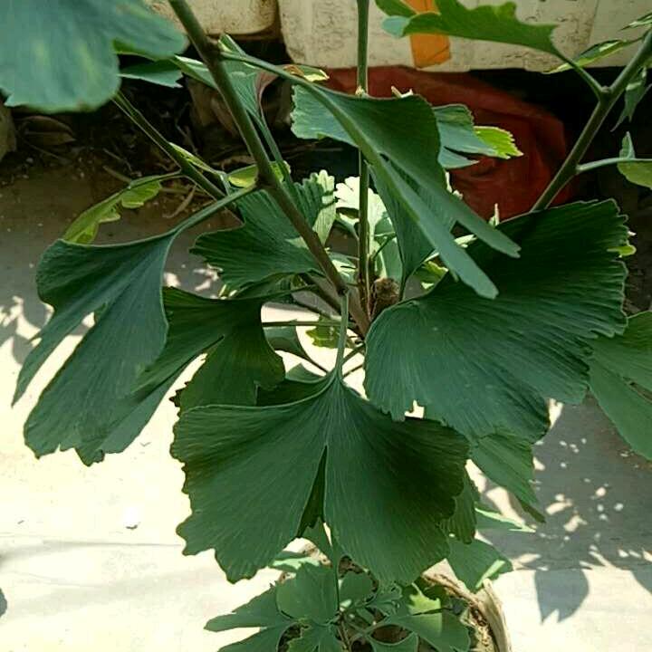 王振军