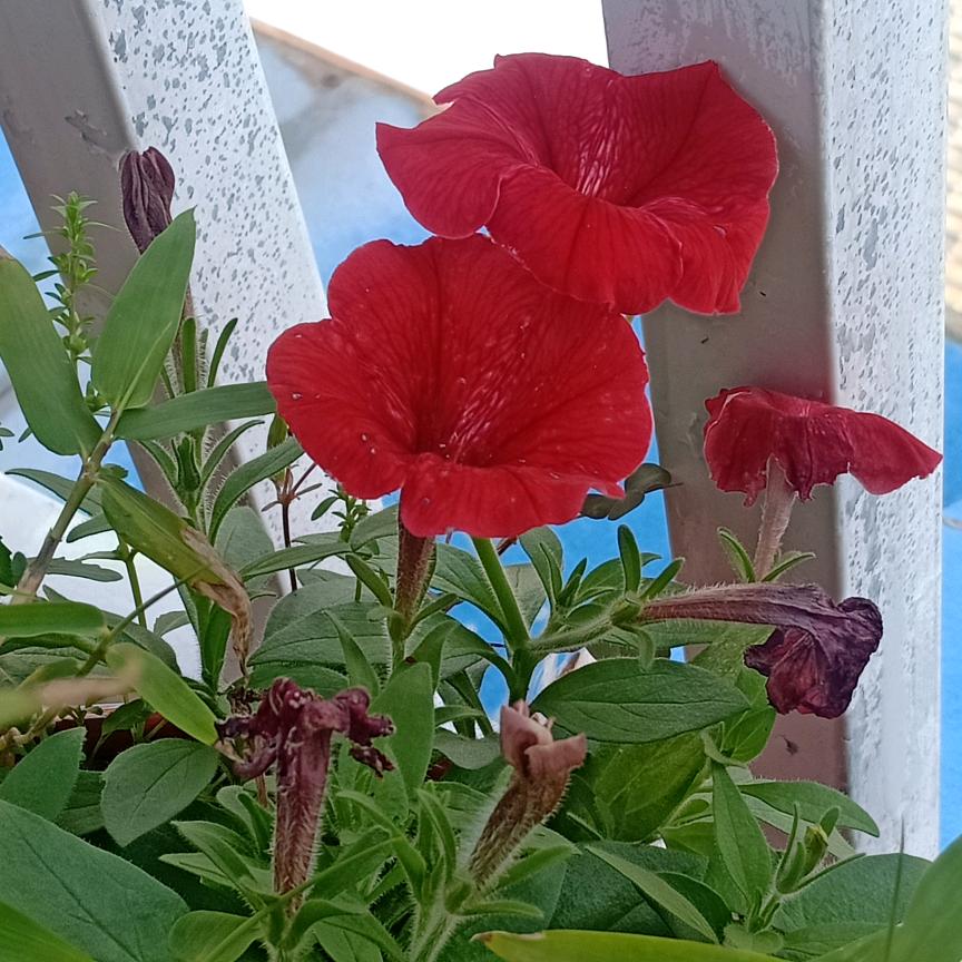 福贵花开头像