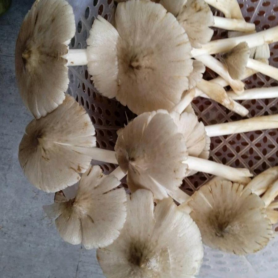 陈李济大健康马斯奥