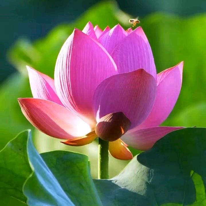 云云妹🌸