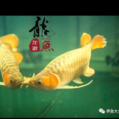 东海一条鱼🐟