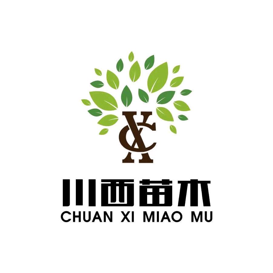 金华川西苗木吴
