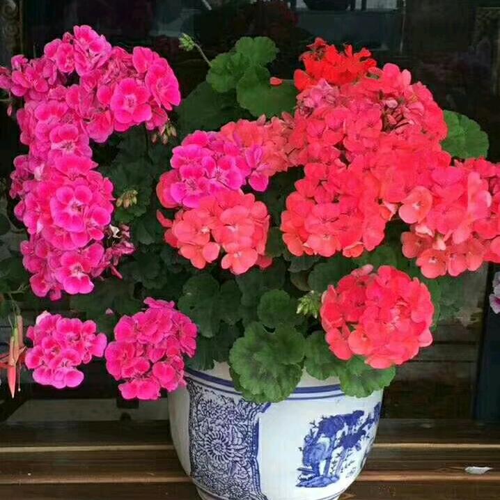 🍀累也要自己扛🌸