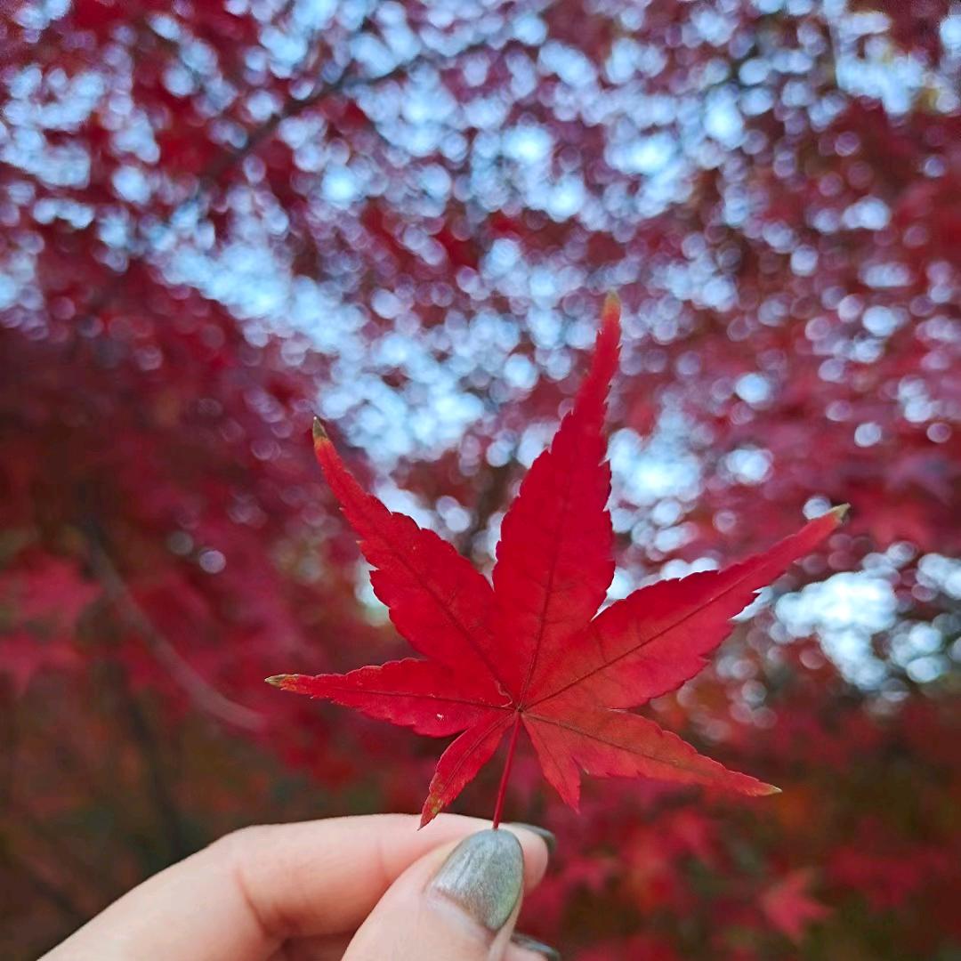 ˚‧º·终究一场梦