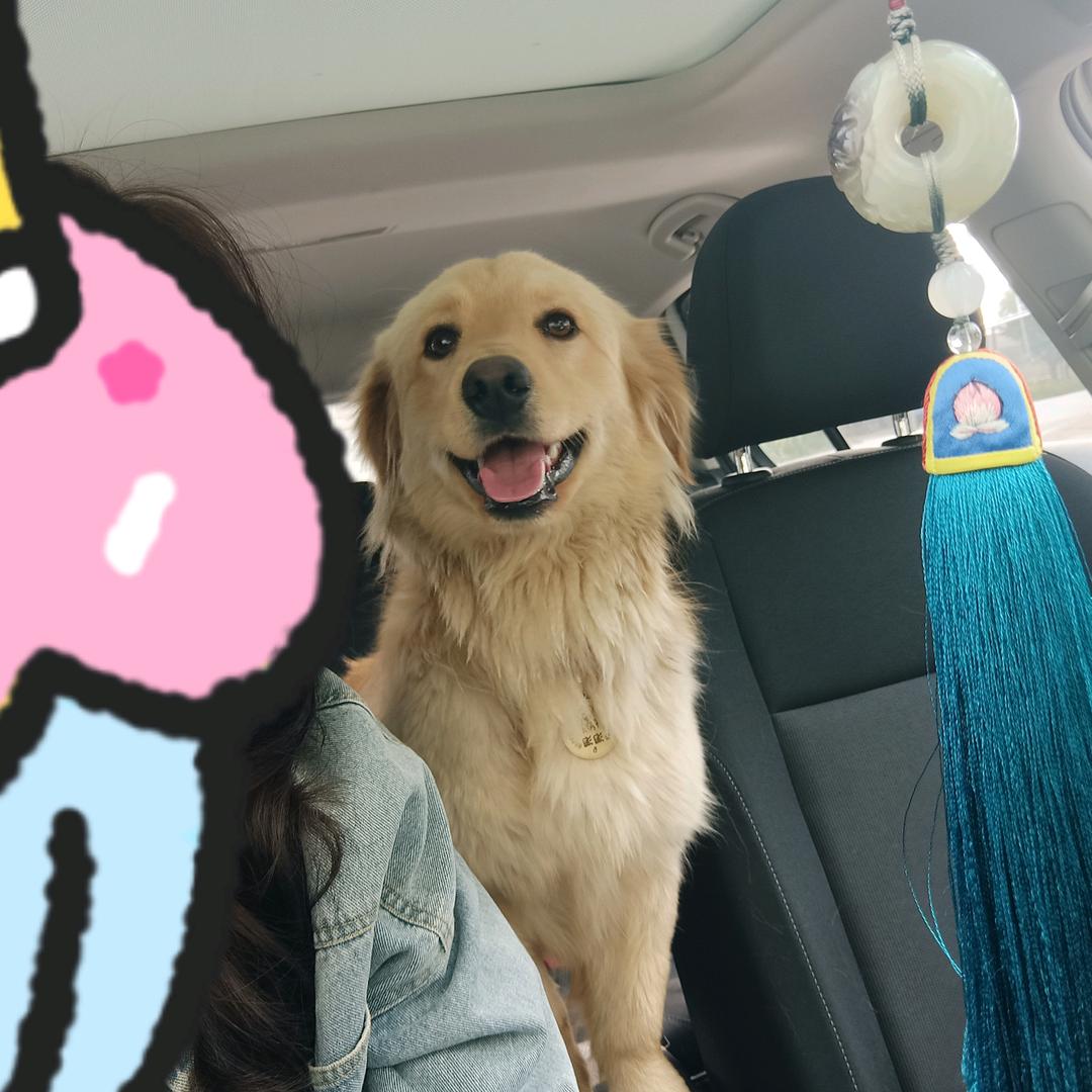 淘猪是个小鸡毛