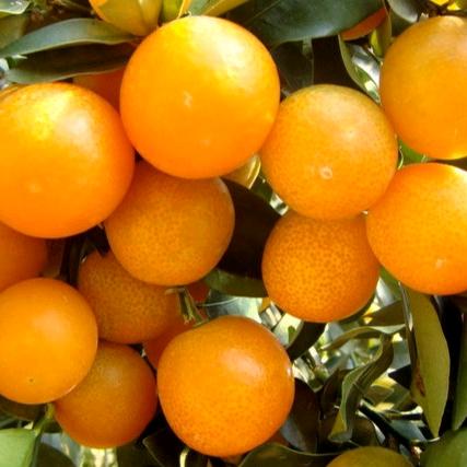 徐小六《好物分享》