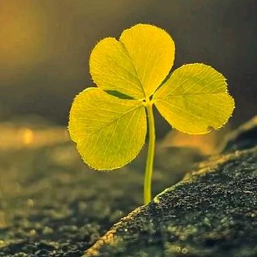 穷人家的孩子早当家