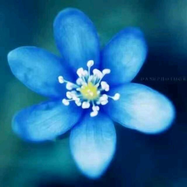 波斯菊