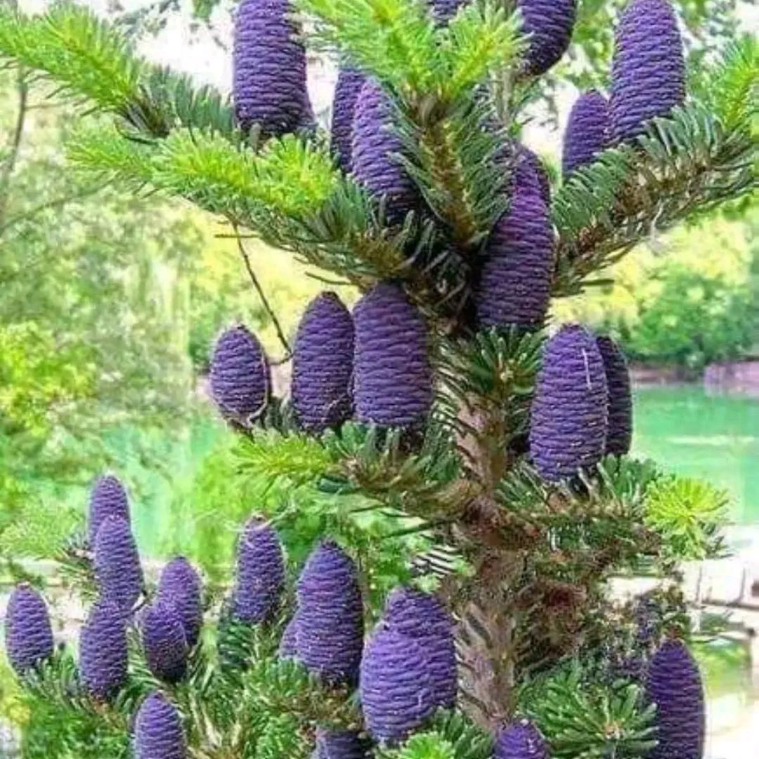 花灯客，唢呐匠