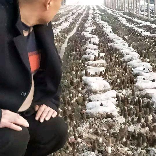 金皇菇现代农业基地