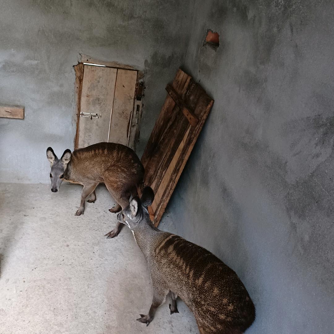 月朦胧凤县南片林麝养殖