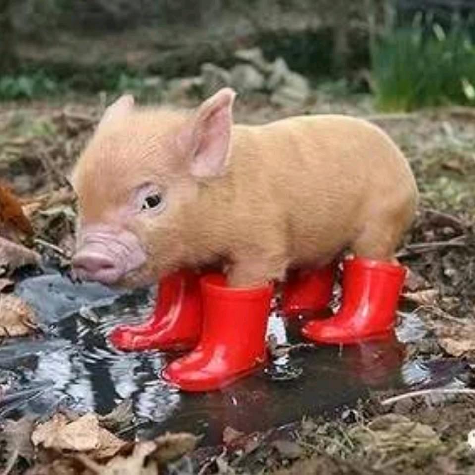 合浦漓源~嘉桂源猪料