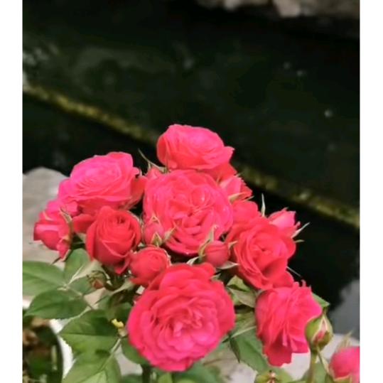 爱运动 的.老二.谢亚文！