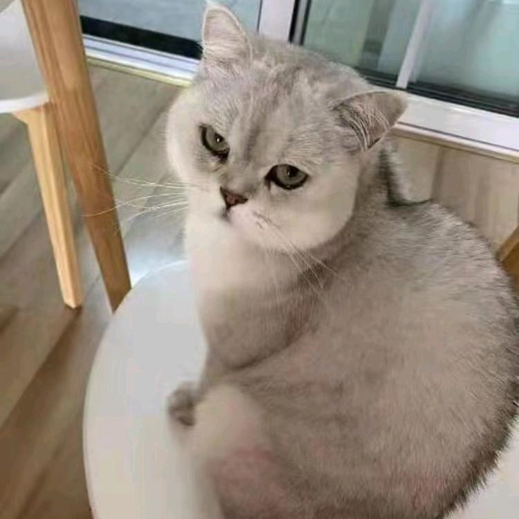 愿如意🔥