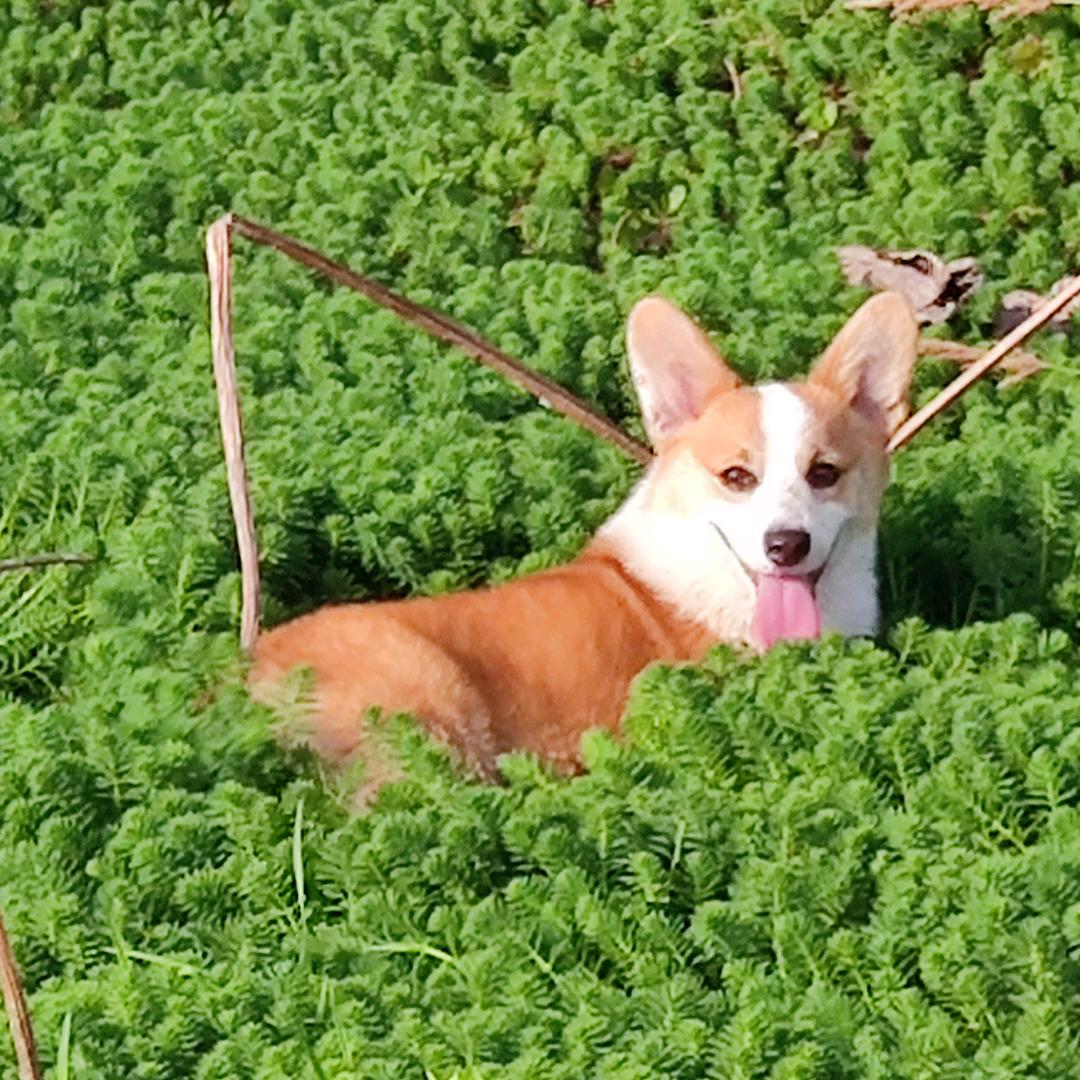 🍓草莓