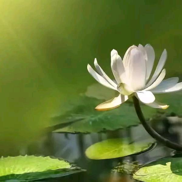 随缘