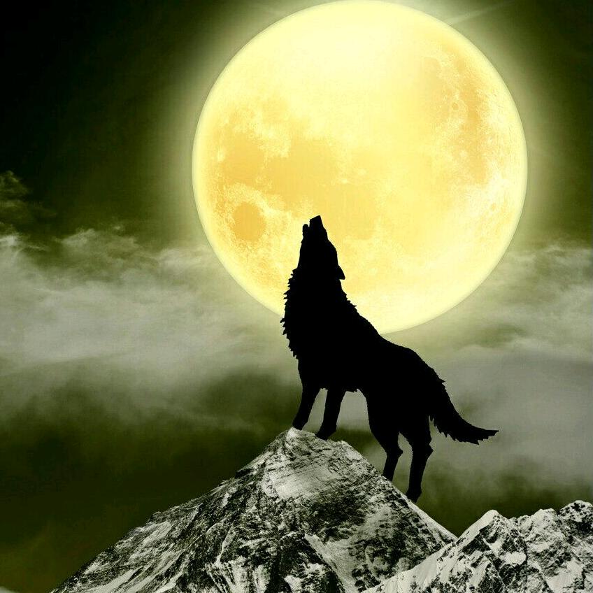 仙人掌工作生活日常记录